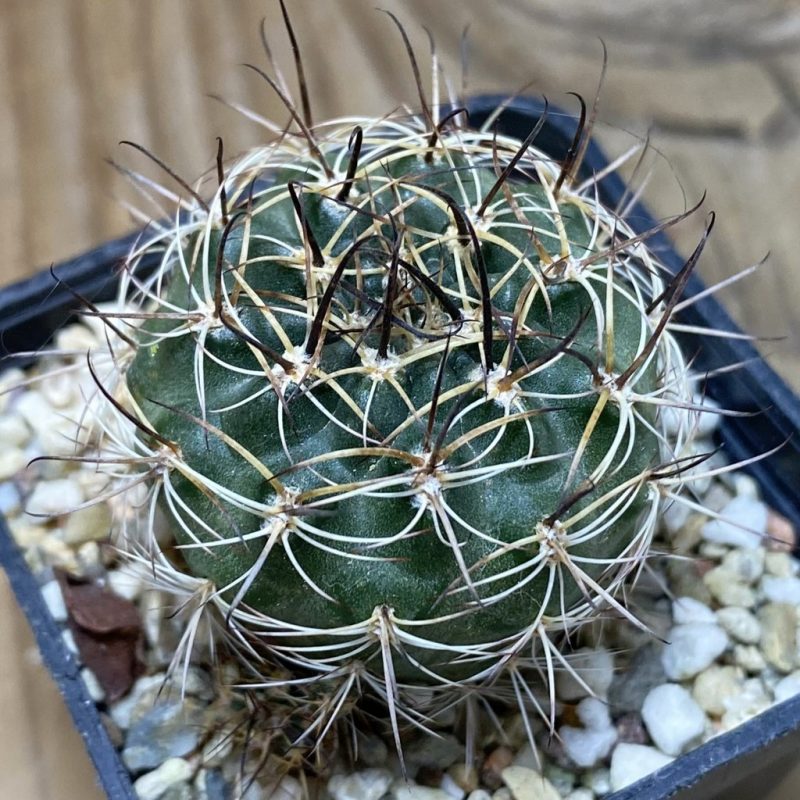 SH26362 Lobivia hybrid