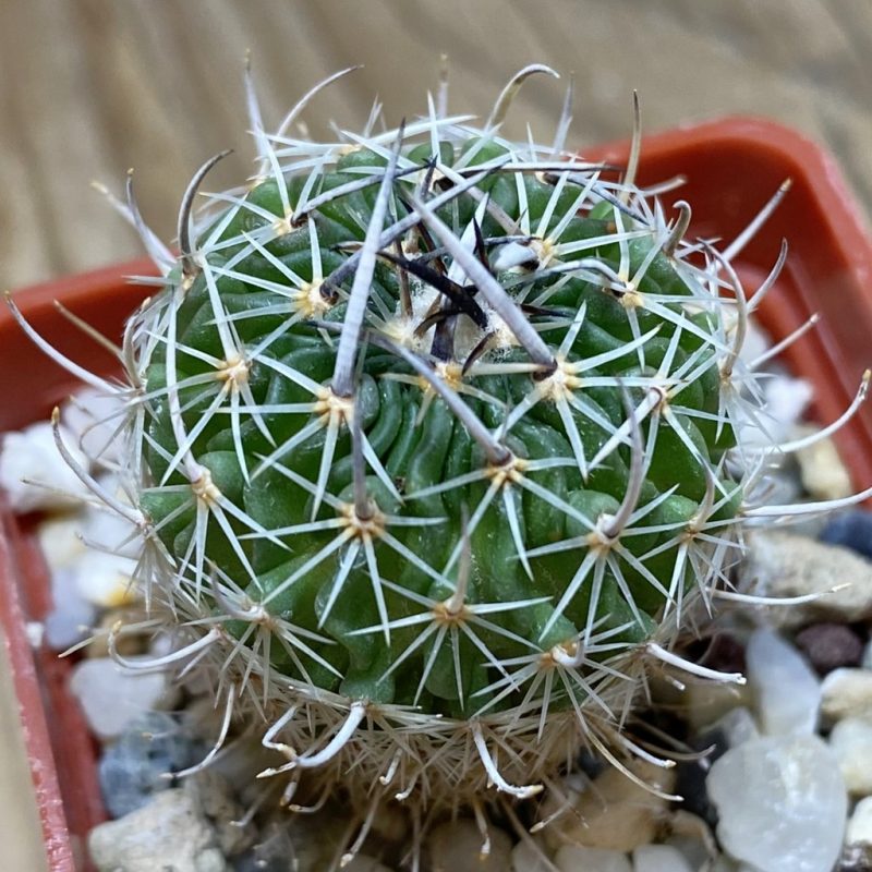 SH26414 Echinofossulocactus sp. CB 011075