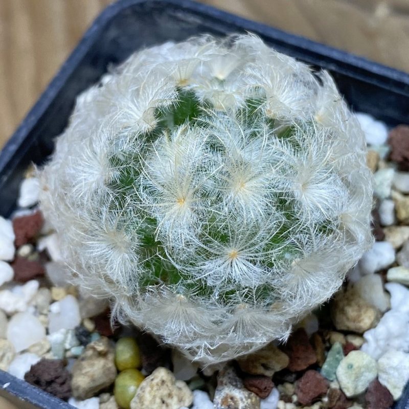 SH26415 Mammillaria plumosa