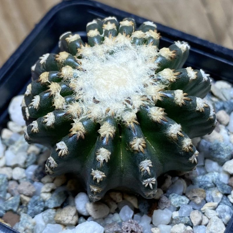 SH26418 Discocactus horstii