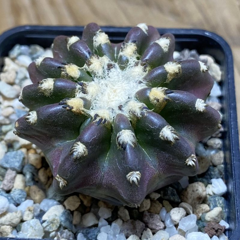 SH26419 Discocactus horstii