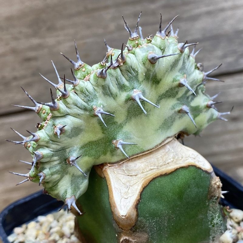 SH26422 Euphorbia horwoodii f. cristata, grafted