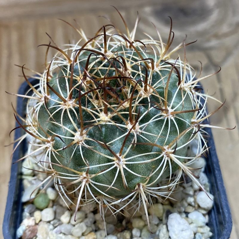 SH26363 Lobivia hybrid