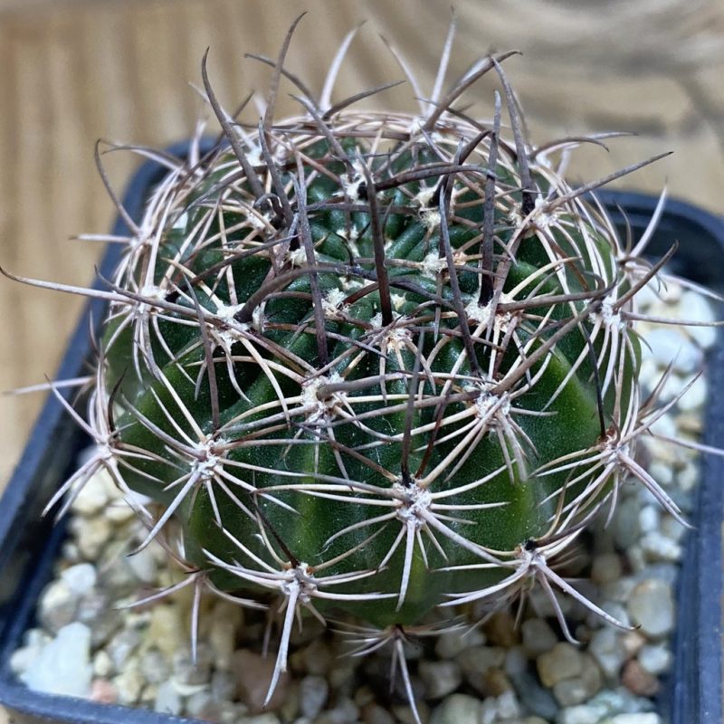 SH26364 Lobivia hybrid