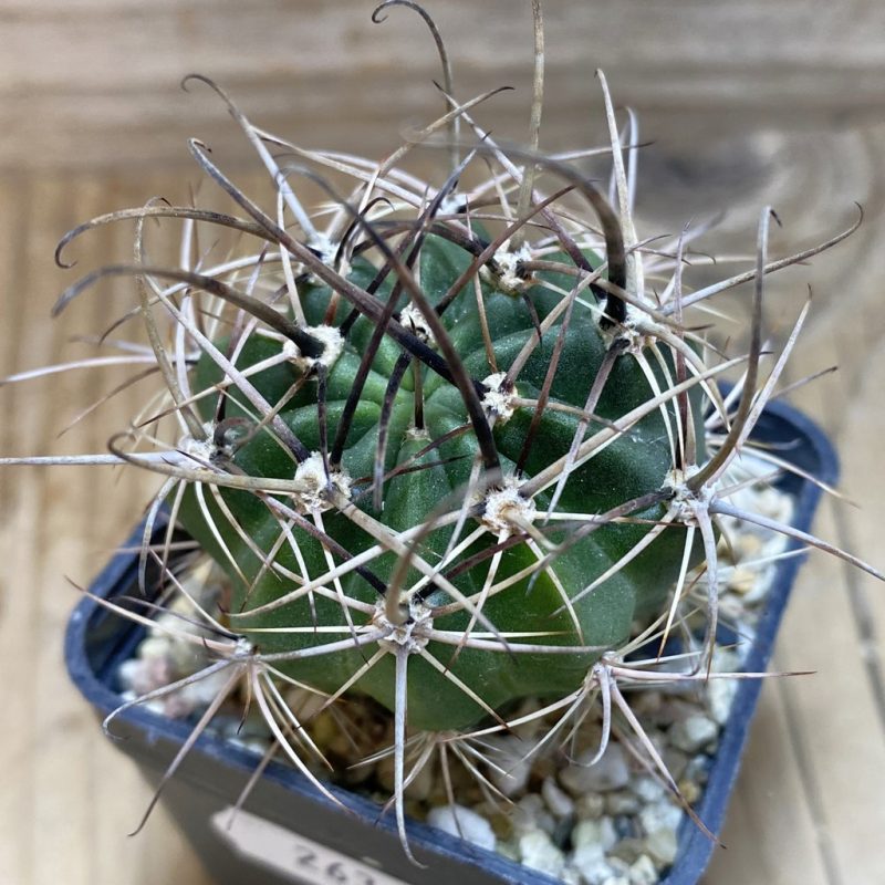 SH26365 Lobivia hybrid