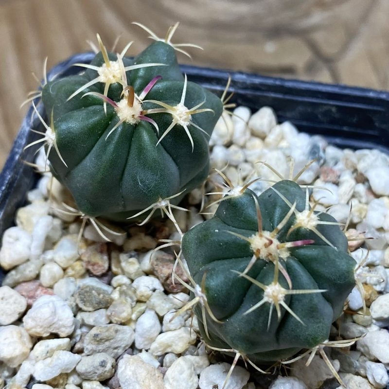 SH26367 Ferocactus latispinus, 2 plants