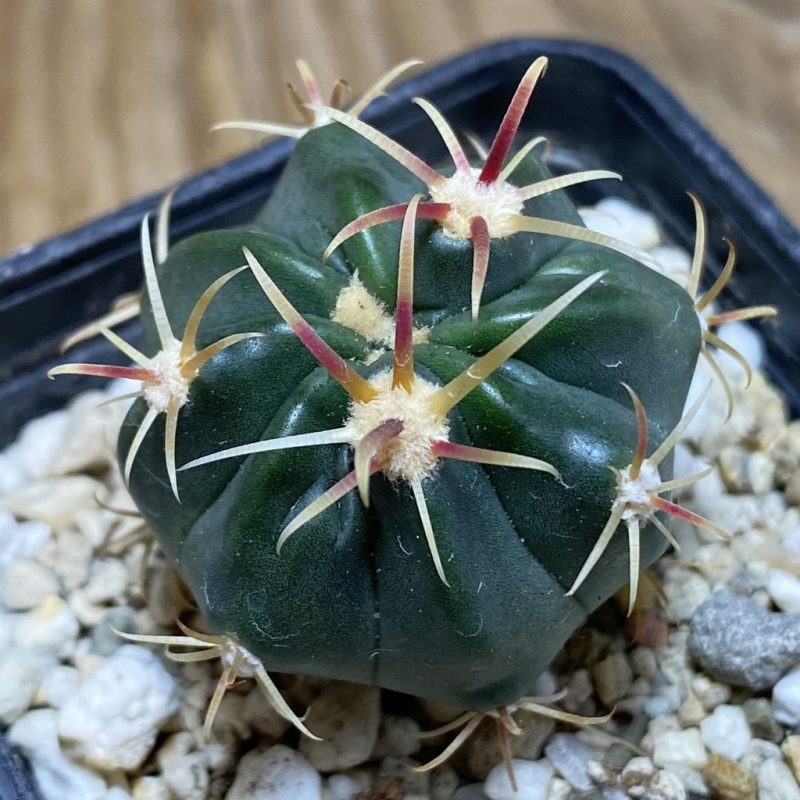 SH26368 Ferocactus latispinus