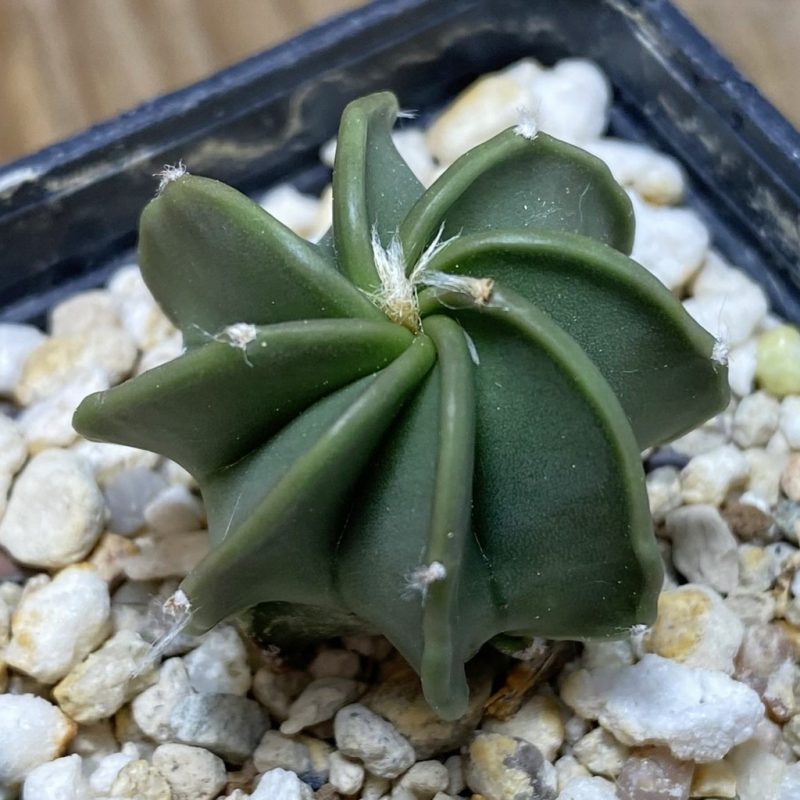 SH26369 Astrophytum senile hybrid