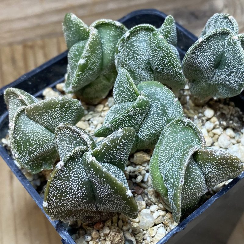 SH26370 Astrophytum myriostigma f. tricostatum
