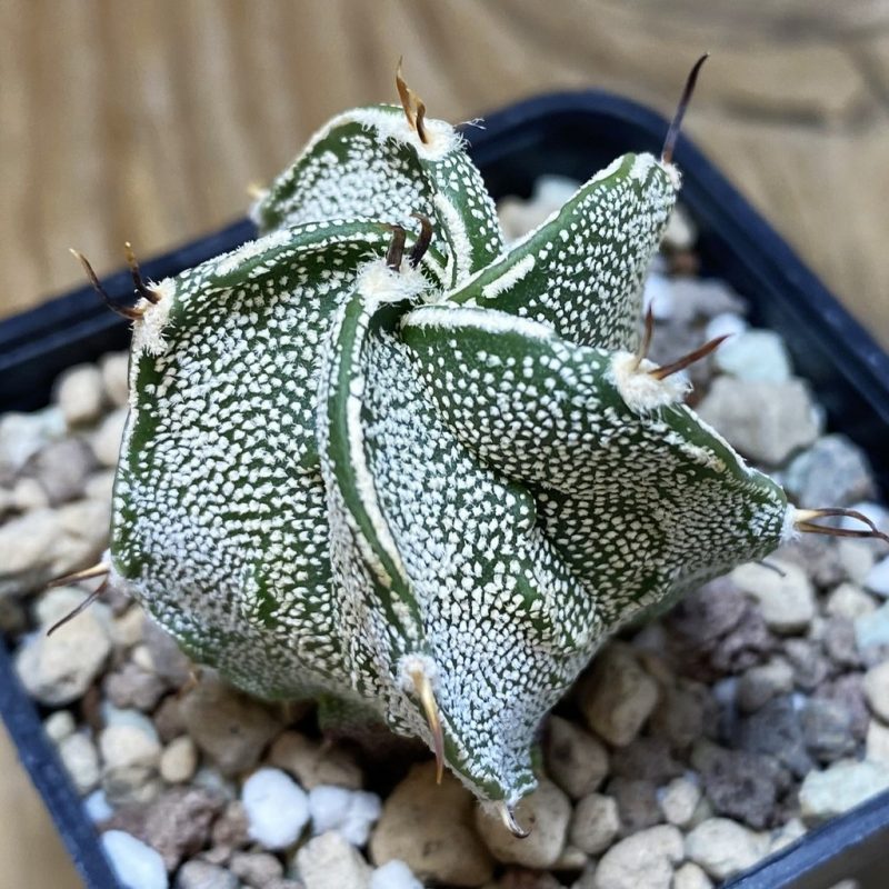 SH26372 Astrophytum ornatum hybrid