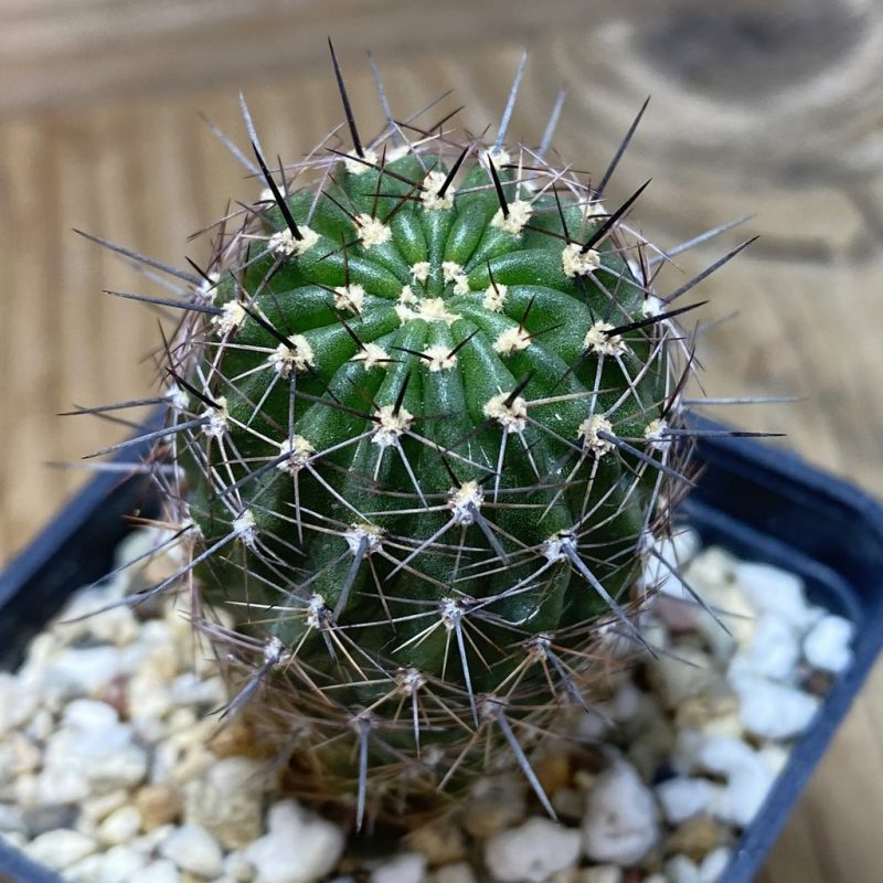 SH26358 Lobivia famatimensis