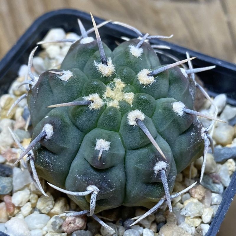 SH26373 Gymnocalycium vatteri