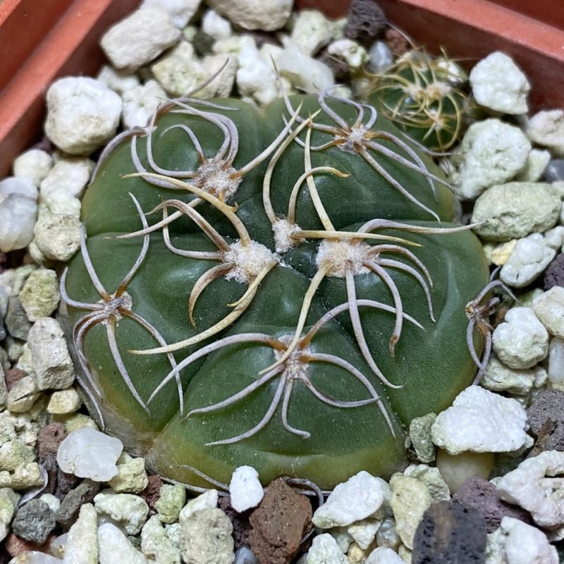 SH26374 Gymnocalycium denudatum ex MTG 463.6