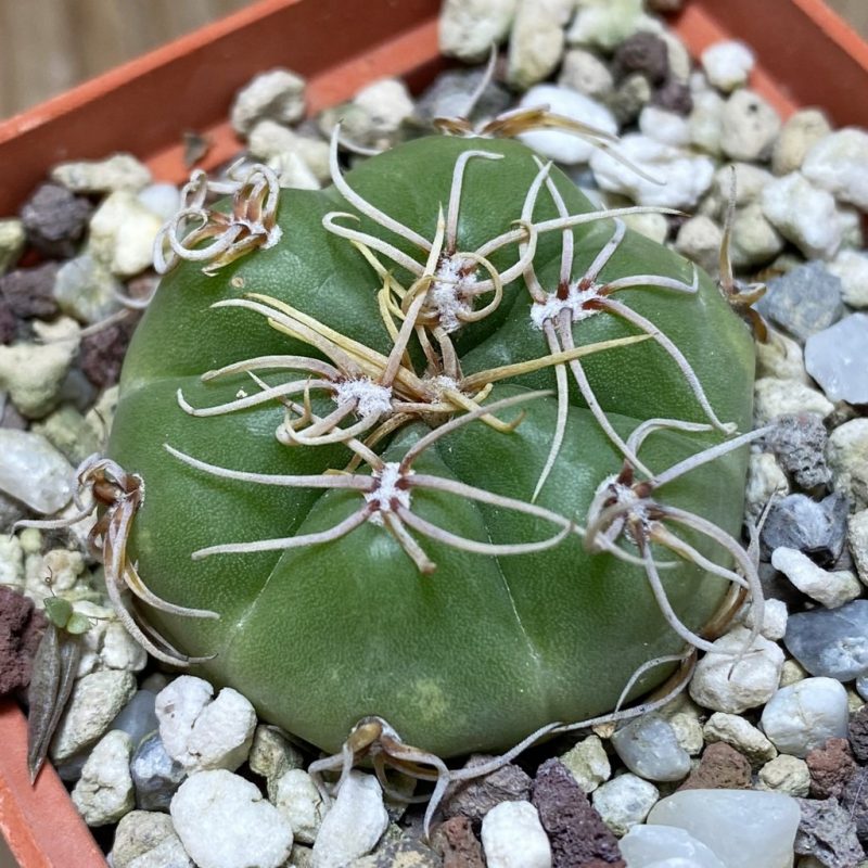 SH26375 Gymnocalycium denudatum ex MTG 463.6