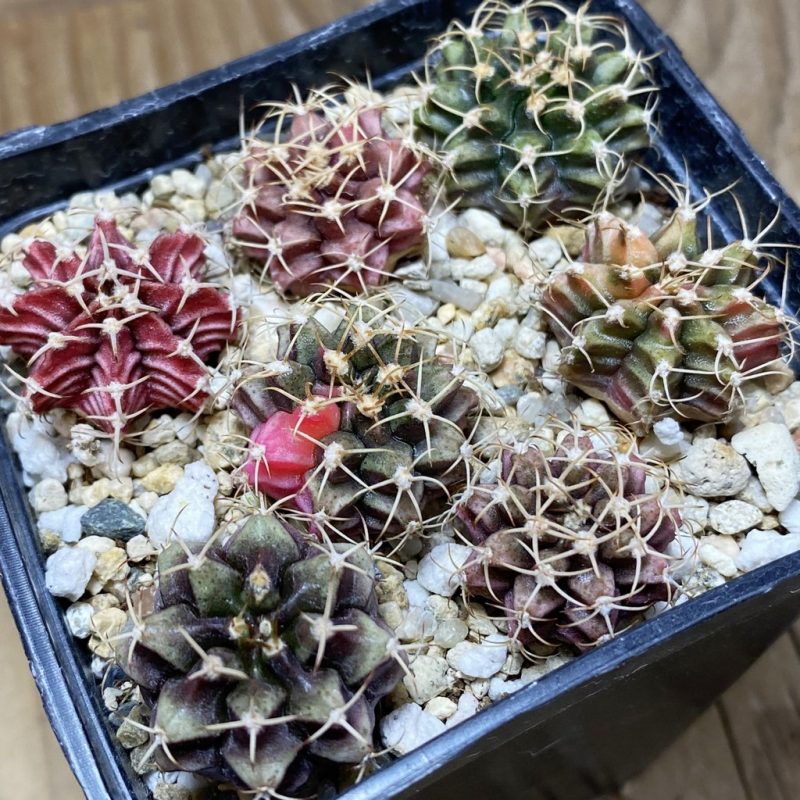 SH26376 Gymnocalycium mihanovichii mix