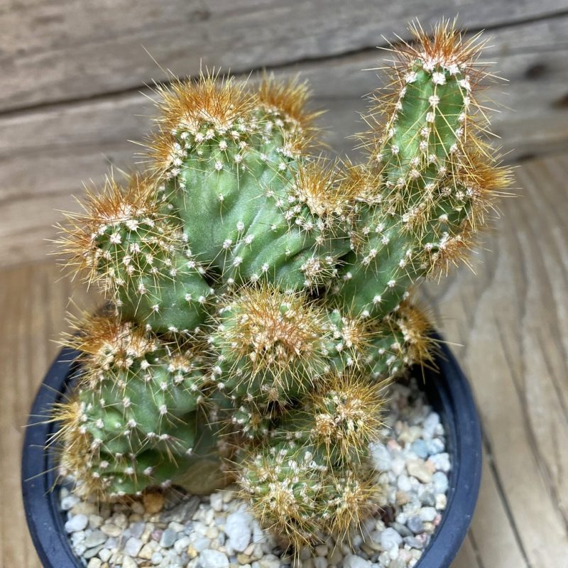 SH26377 Cereus peruvianus f. mostruosa