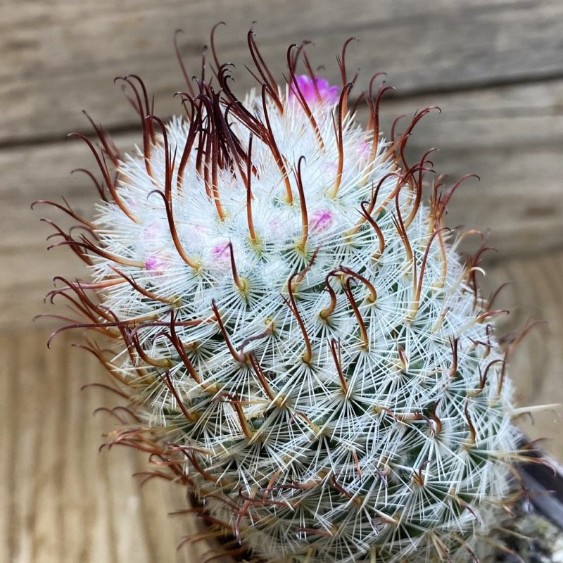 SH26378 Mammillaria bombycina 'Split Spine