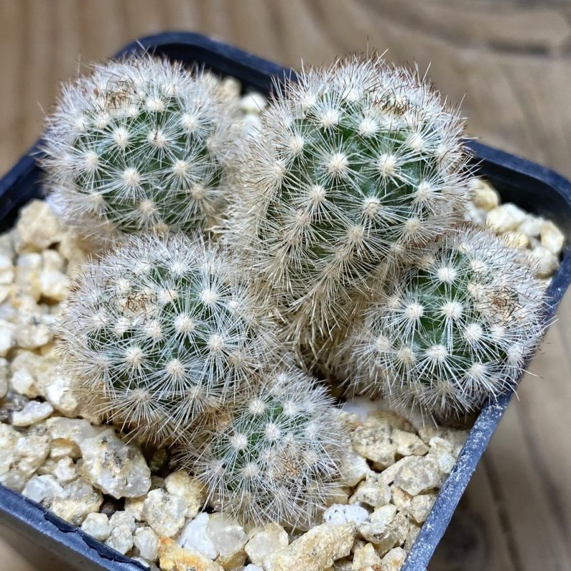 SH26380 Pygmaeocereus rowleyanus