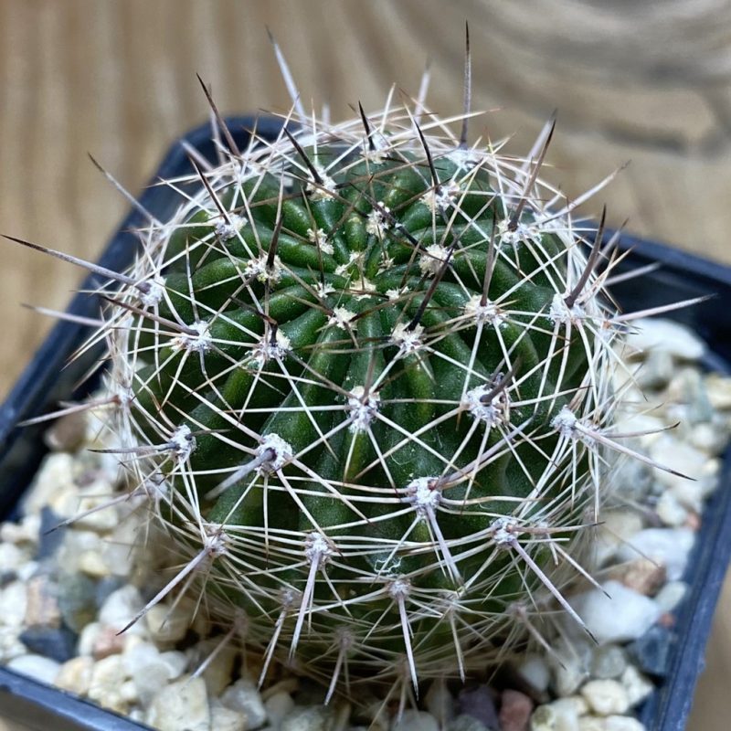 SH26359 Lobivia famatimensis