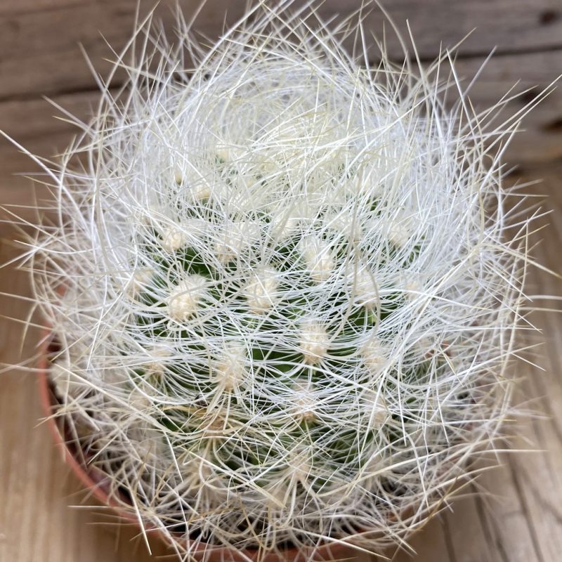 SH26384 Neoporteria gerocephala