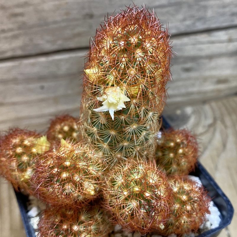 SH26385 Mammillaria elongata v. rubrispina