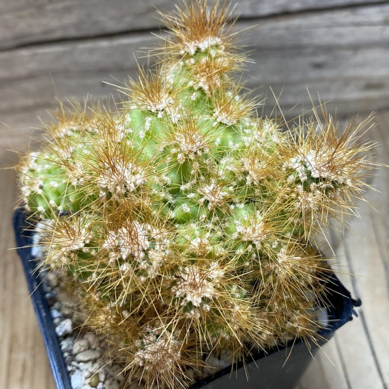 SH26386 Cereus peruvianus f. mostruosa