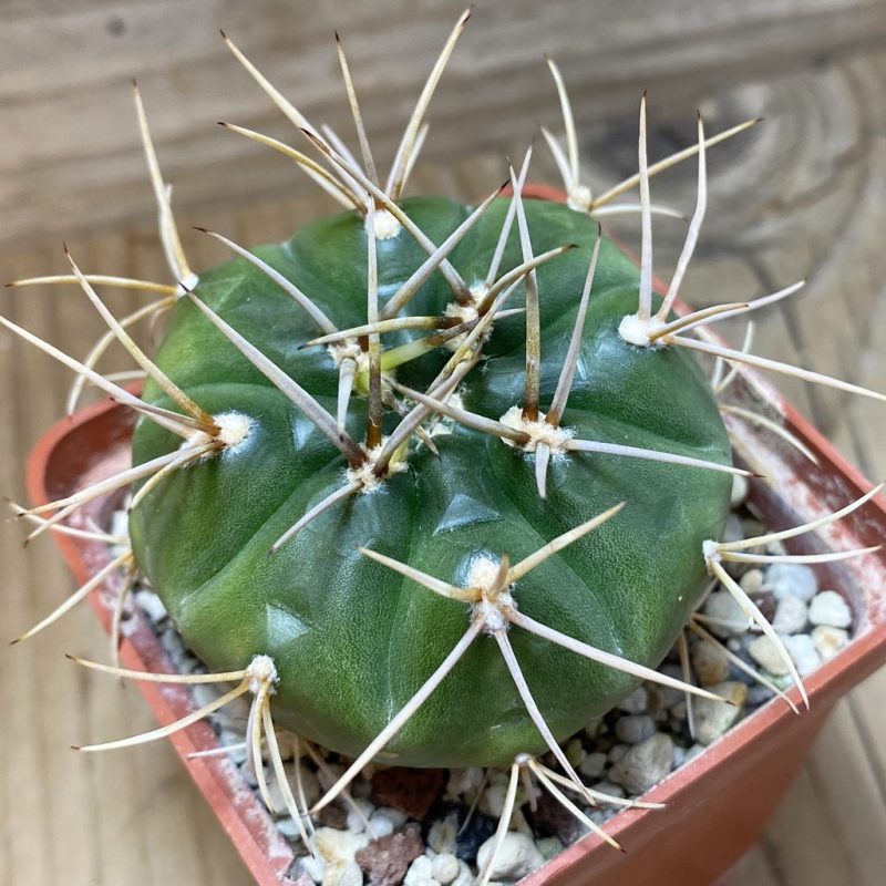 SH26387 Gymnocalycium eurypleurum