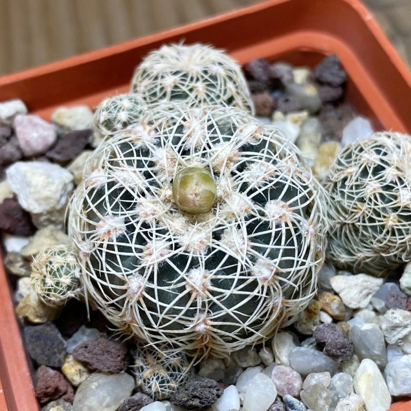 SH26388 Gymnocalycium bruchii