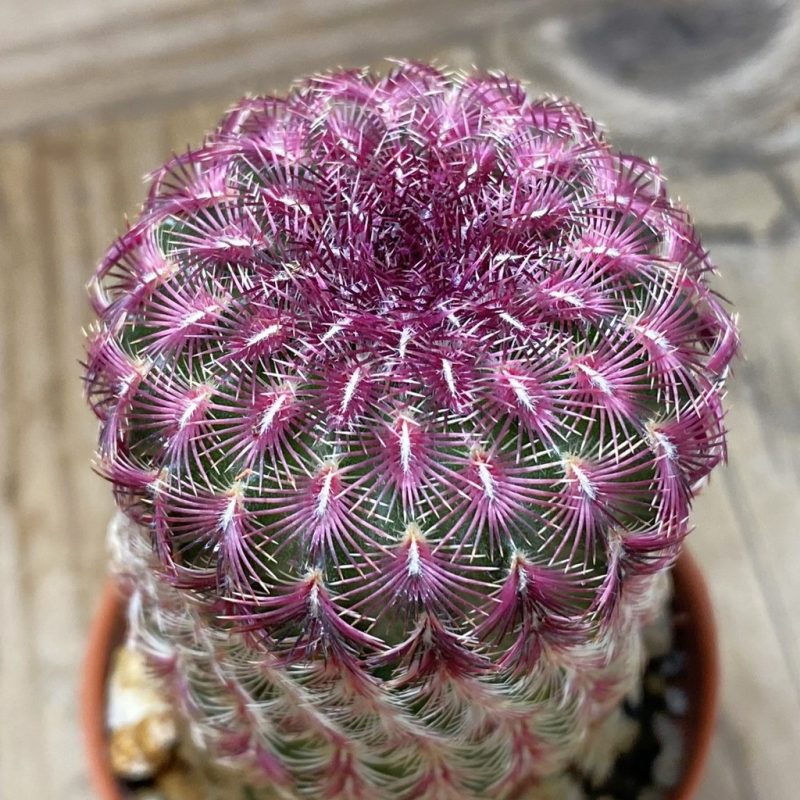 SH26389 Echinocereus rigidissimus v. rubispinus