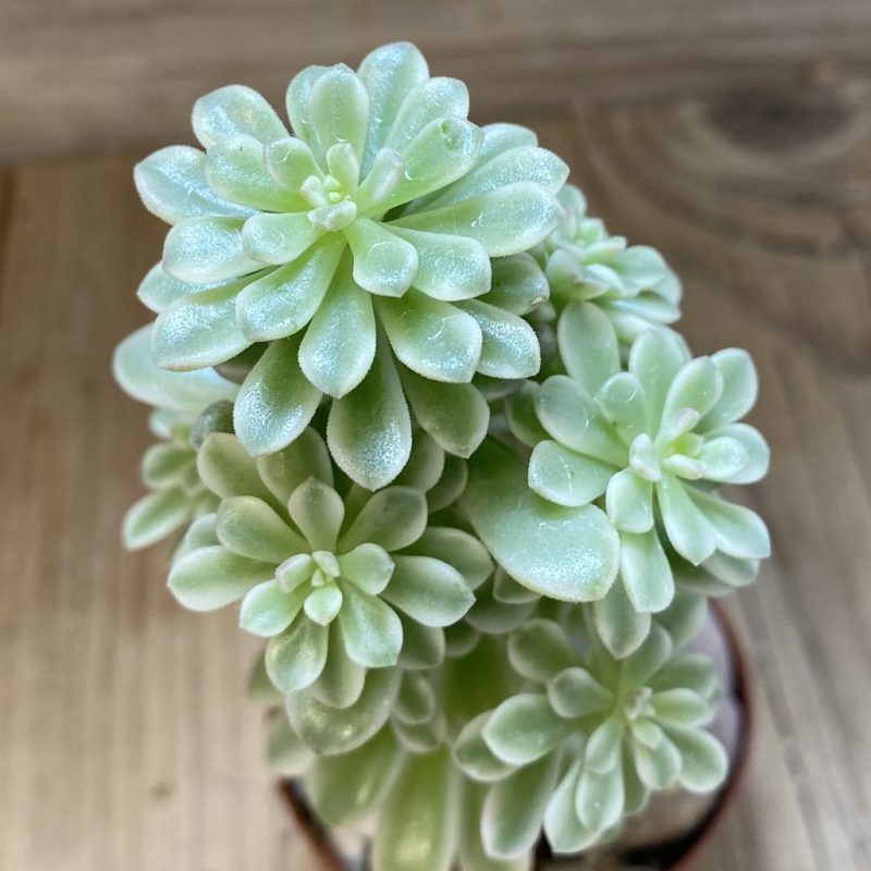 SH26562 Sedum ‘Joyce Tulloch’ f. variegata