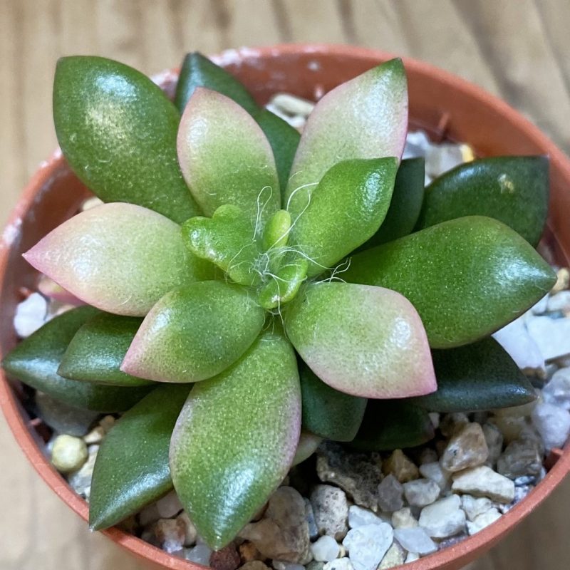 SH26563 Anacampseros telephiastrum 'Sunrise'