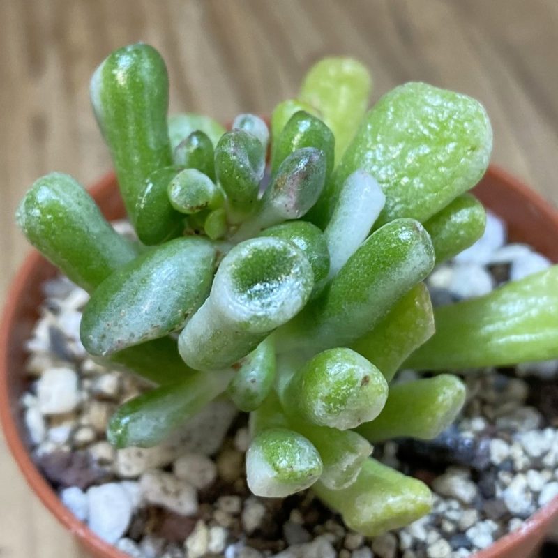 SH26564 Crassula ‘Gollum’ f. variegata