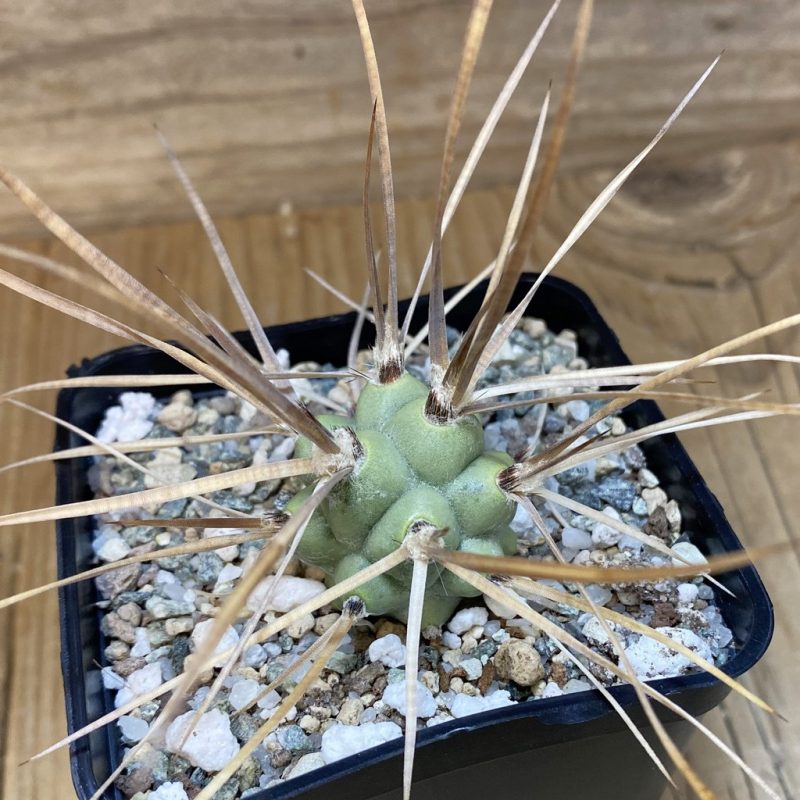SH26532 Tephrocactus articulatus