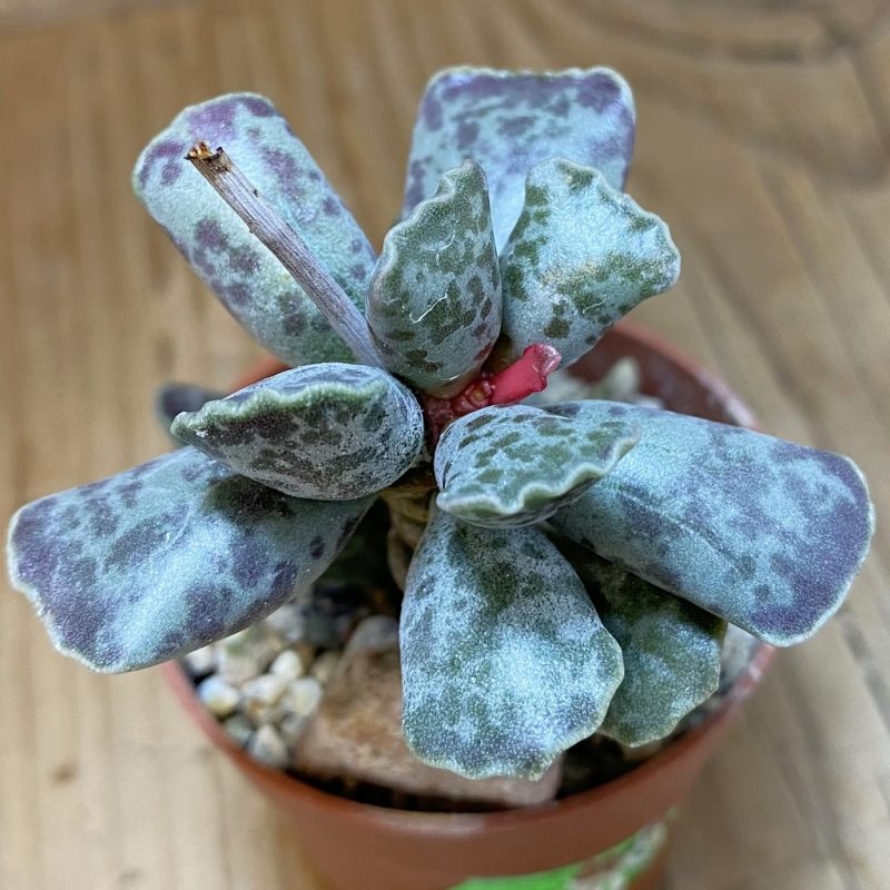 SH26565 Adromischus cooperi