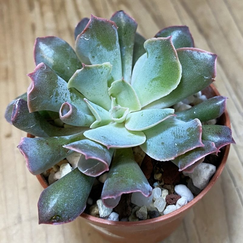 SH26566 Echeveria ‘Trumpet’