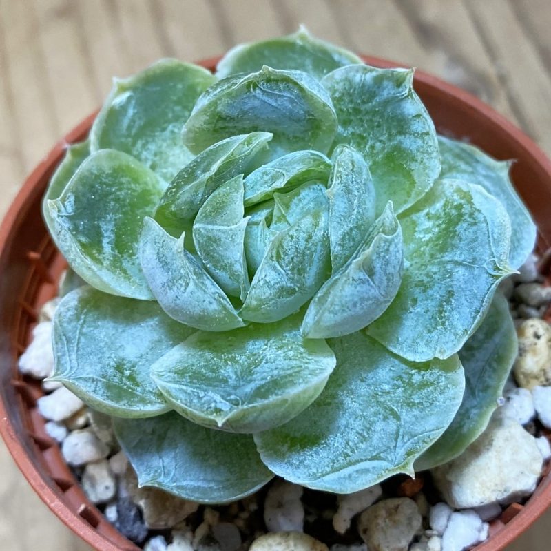 SH26567 Echeveria elegans