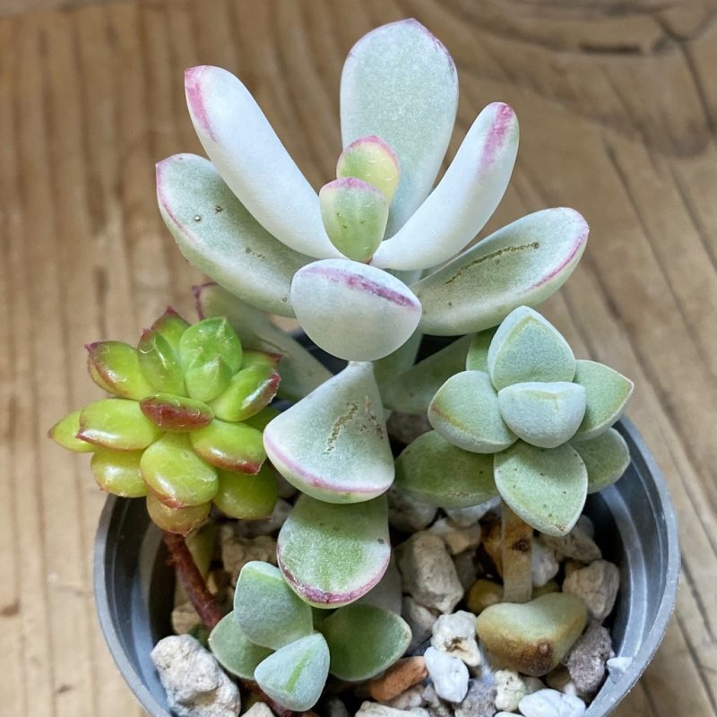 SH26568 Succulents mix