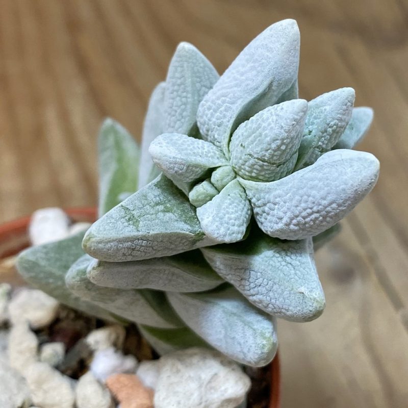 SH26569 Crassula deceptor, clon 2