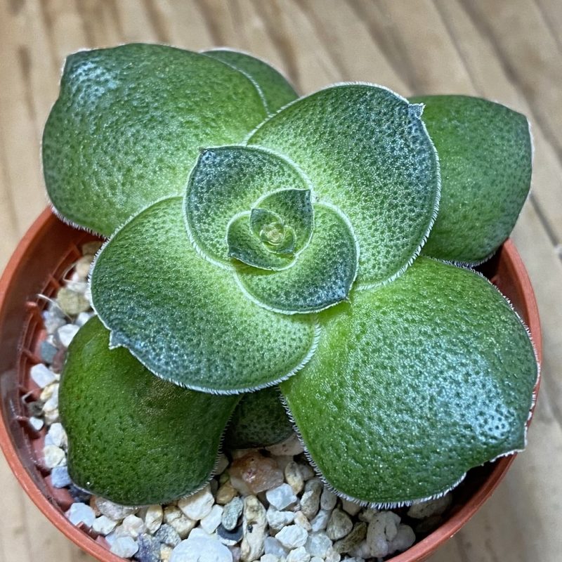 SH26570 Crassula hemisphaerica