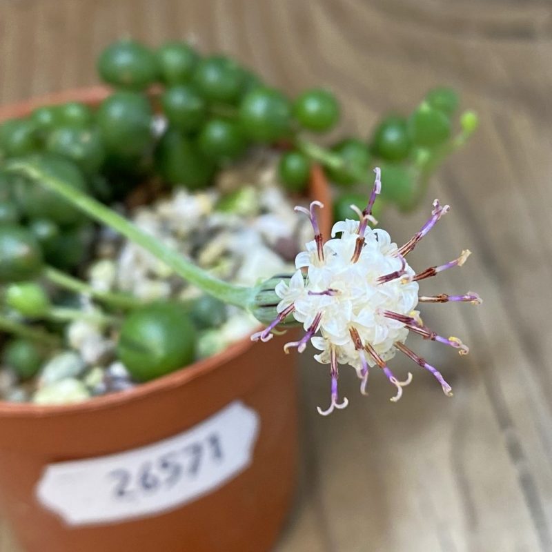 SH26571 Senecio rowleyanus