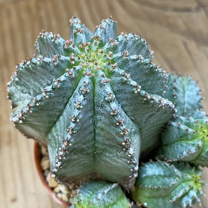 SH26573 Euphorbia horrida hybrid