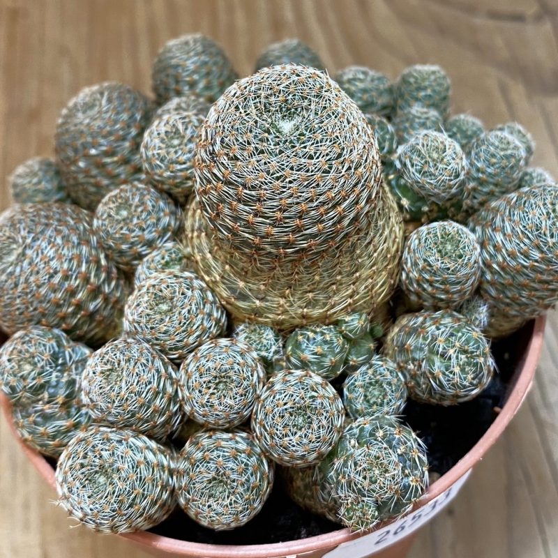 SH26533 Rebutia heliosa v. condorensis