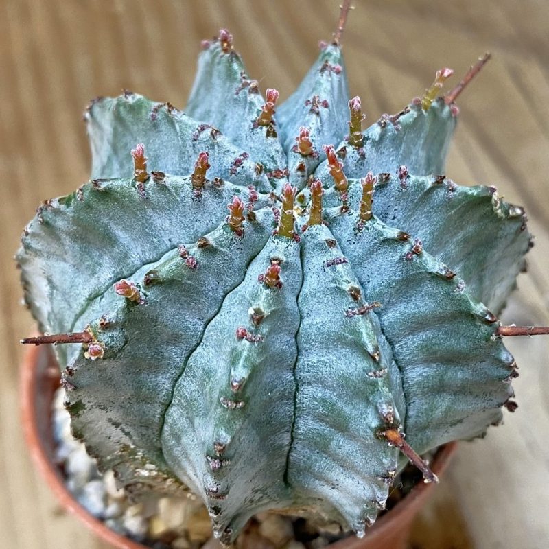 SH26574 Euphorbia horrida hybrid