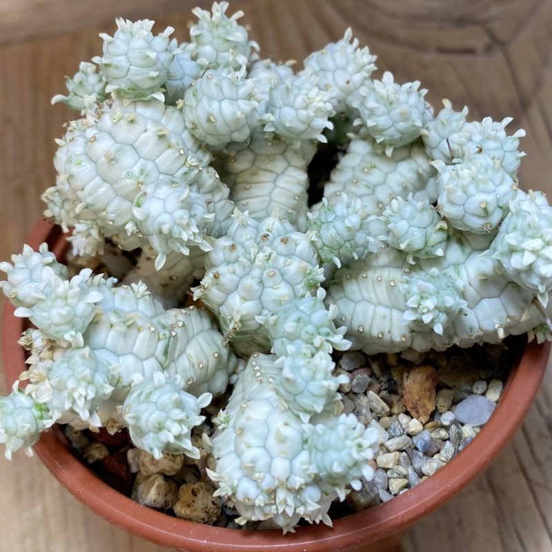 SH26580 Euphorbia mammillaris f. variegata