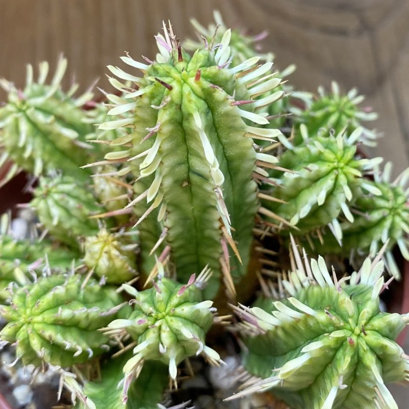 SH26581 Euphorbia aggregata f. variegata