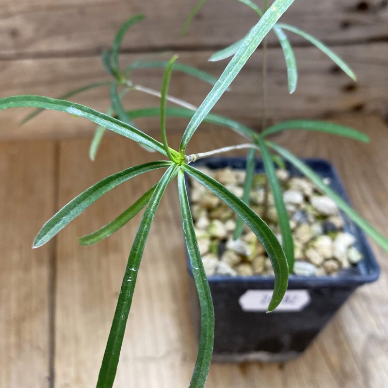 SH26582 Euphorbia hedyotoides