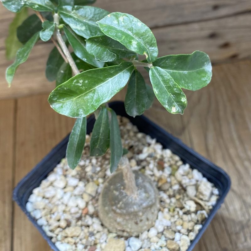 SH26583 Fockea edulis