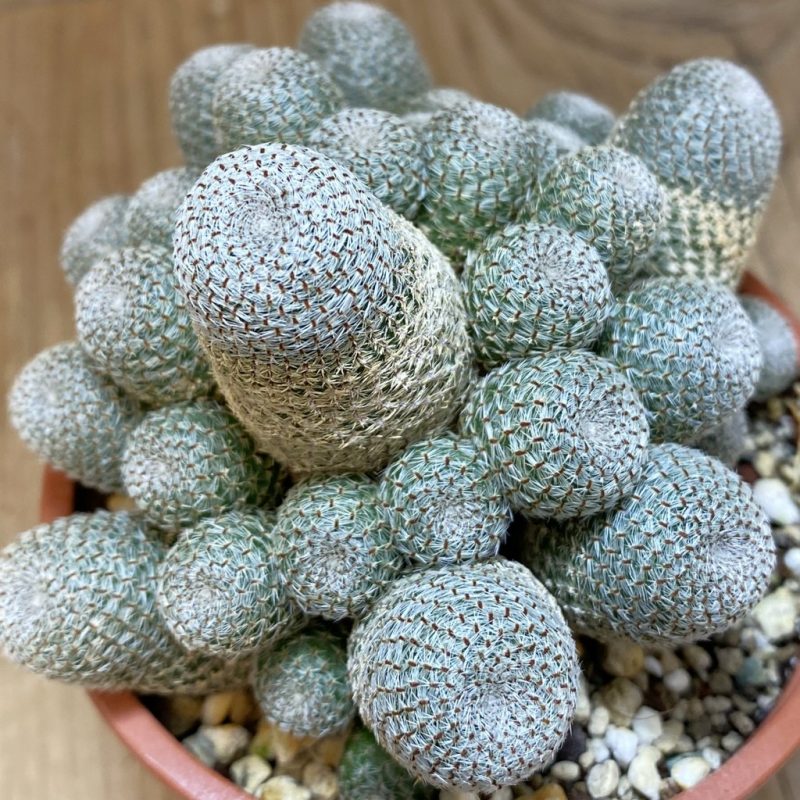 SH26534 Rebutia heliosa