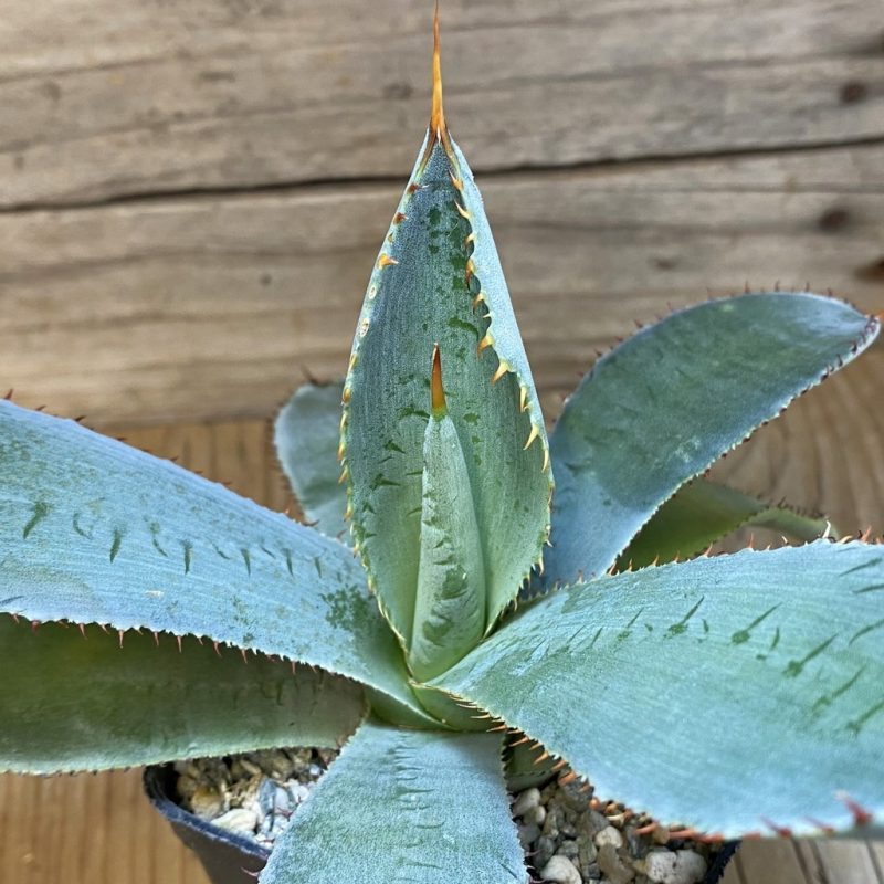 SH26587 Agave guadalajarana 'Leon Paff'