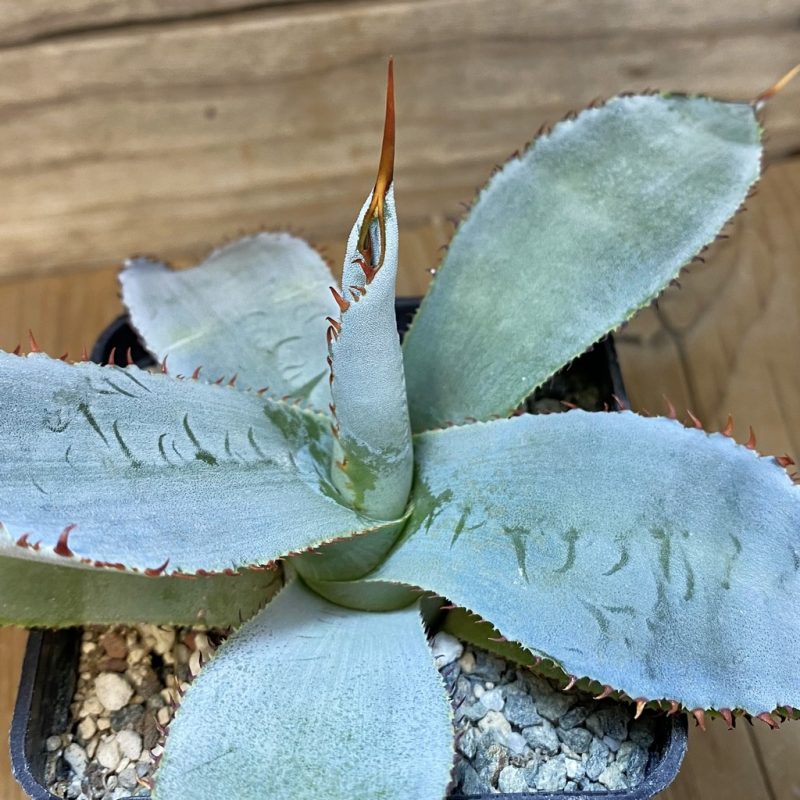 SH26588 Agave guadalajarana 'Leon Paff'